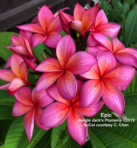 Epic plumeria flower - Jungle Jack source photo