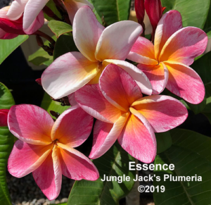 Essence plumeria flower - Jungle Jack source photo