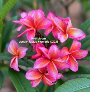 Everbloom plumeria flower - Jungle Jack source photo
