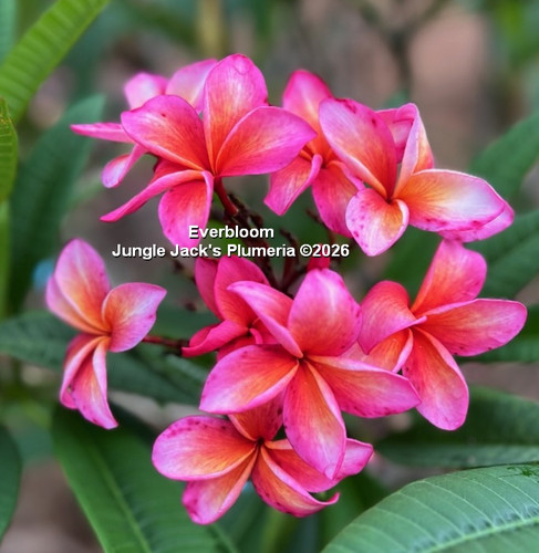 Everbloom plumeria flower - Jungle Jack source photo