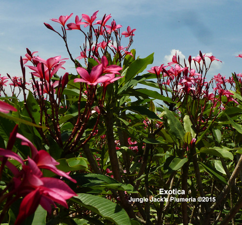 Exotica plumeria flower - Jungle Jack source photo