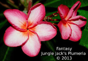 Fantasy plumeria flower - Jungle Jack source photo