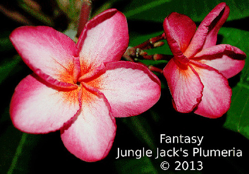 Fantasy plumeria flower - Jungle Jack source photo