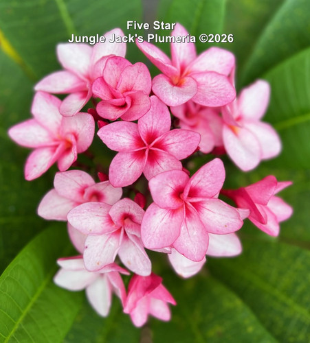 Five Star plumeria flower - Jungle Jack source photo