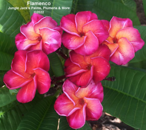 Flamenco plumeria flower - Jungle Jack source photo