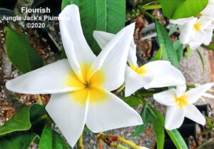Flourish plumeria flower - Jungle Jack source photo