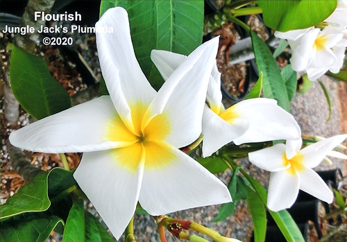 Flourish plumeria flower - Jungle Jack source photo