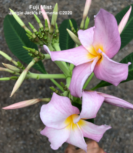 Fuji Mist plumeria flower - Jungle Jack source photo