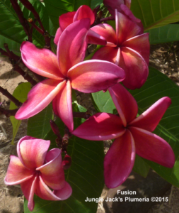 Fusion plumeria flower - Jungle Jack source photo