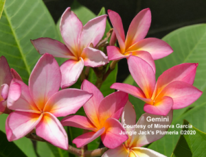 Gemini plumeria flower - Jungle Jack source photo