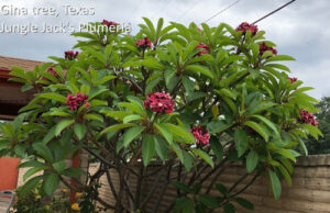 Gina plumeria flower - Jungle Jack source photo