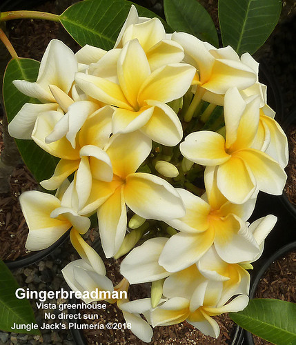 Gingerbread Man plumeria flower - Jungle Jack source photo