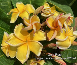 Gold Rush plumeria flower - Jungle Jack source photo