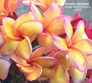 Golden Whisper plumeria flower - Jungle Jack source photo