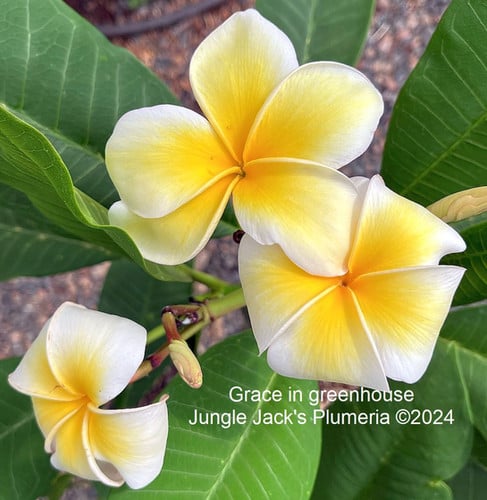 Grace plumeria flower - Jungle Jack source photo