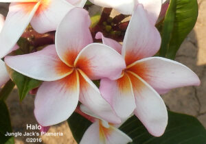Halo plumeria flower - Jungle Jack source photo