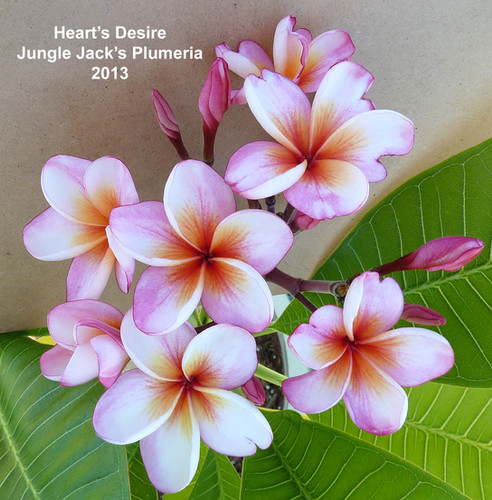 Heart's Desire plumeria flower - Jungle Jack source photo