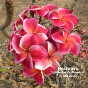 Heat Wave plumeria flower - Jungle Jack source photo
