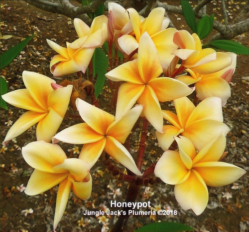 Honeypot plumeria photo