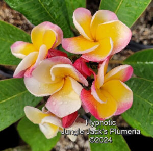 Hypnotic plumeria flower - Jungle Jack source photo