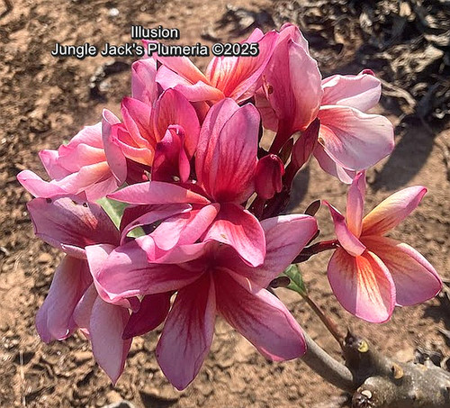 Illusion plumeria flower - Jungle Jack source photo