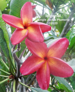 Imperial plumeria flower - Jungle Jack source photo