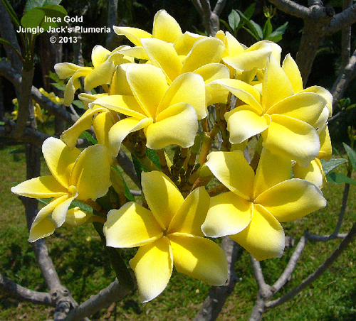Inca Gold plumeria flower - Jungle Jack source photo
