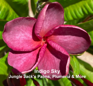 Indigo Sky plumeria flower - Jungle Jack source photo