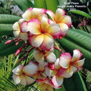 Inner Peace plumeria flower - Jungle Jack source photo