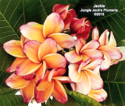 Jackie plumeria photo