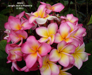 Jenny plumeria flower - Jungle Jack source photo