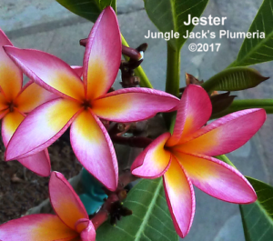 Jester plumeria flower - Jungle Jack source photo