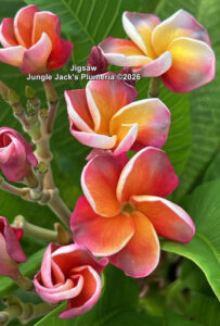 Jigsaw plumeria flower - Jungle Jack source photo