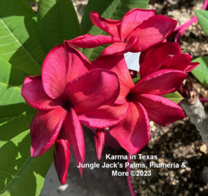 Karma plumeria flower - Jungle Jack source photo