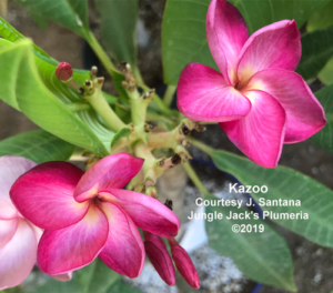 Kazoo plumeria flower - Jungle Jack source photo