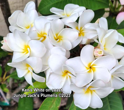 Ken's White plumeria flower - Jungle Jack source photo