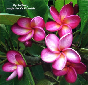 Kyoto Song plumeria flower - Jungle Jack source photo