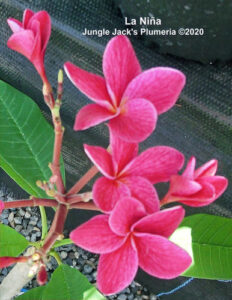 La Niña plumeria flower - Jungle Jack source photo