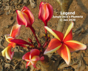 Legend plumeria flower - Jungle Jack source photo