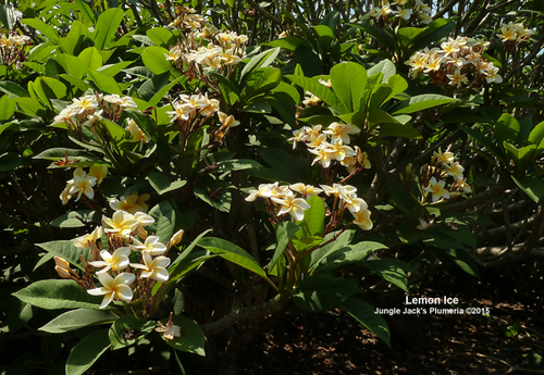 Lemon Ice plumeria flower - Jungle Jack source photo