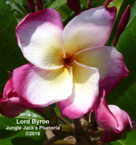 Lord Byron plumeria flower - Jungle Jack source photo