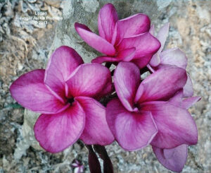 Lorien plumeria flower - Jungle Jack source photo