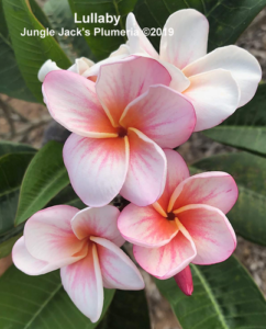 Lullaby plumeria flower - Jungle Jack source photo