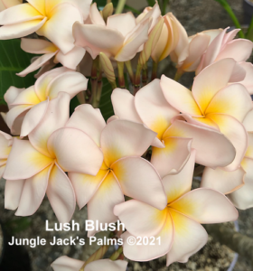 Lush plumeria flower - Jungle Jack source photo