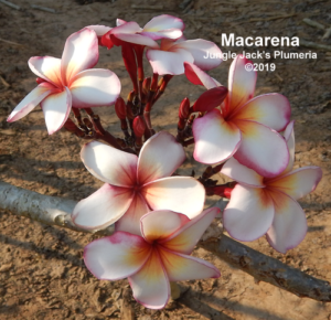 Macarena plumeria flower - Jungle Jack source photo