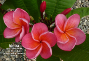 Malika plumeria flower - Jungle Jack source photo