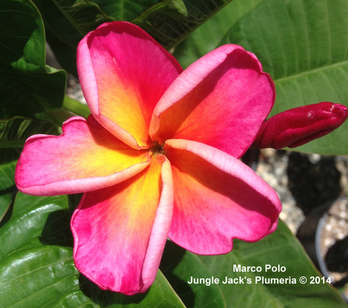 Marco Polo plumeria photo