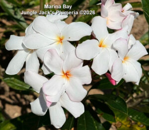 Marina Bay plumeria flower - Jungle Jack source photo