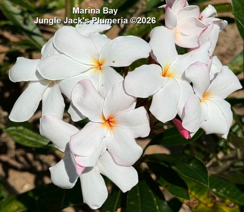Marina Bay plumeria flower - Jungle Jack source photo