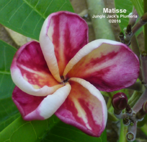 Matisse plumeria flower - Jungle Jack source photo